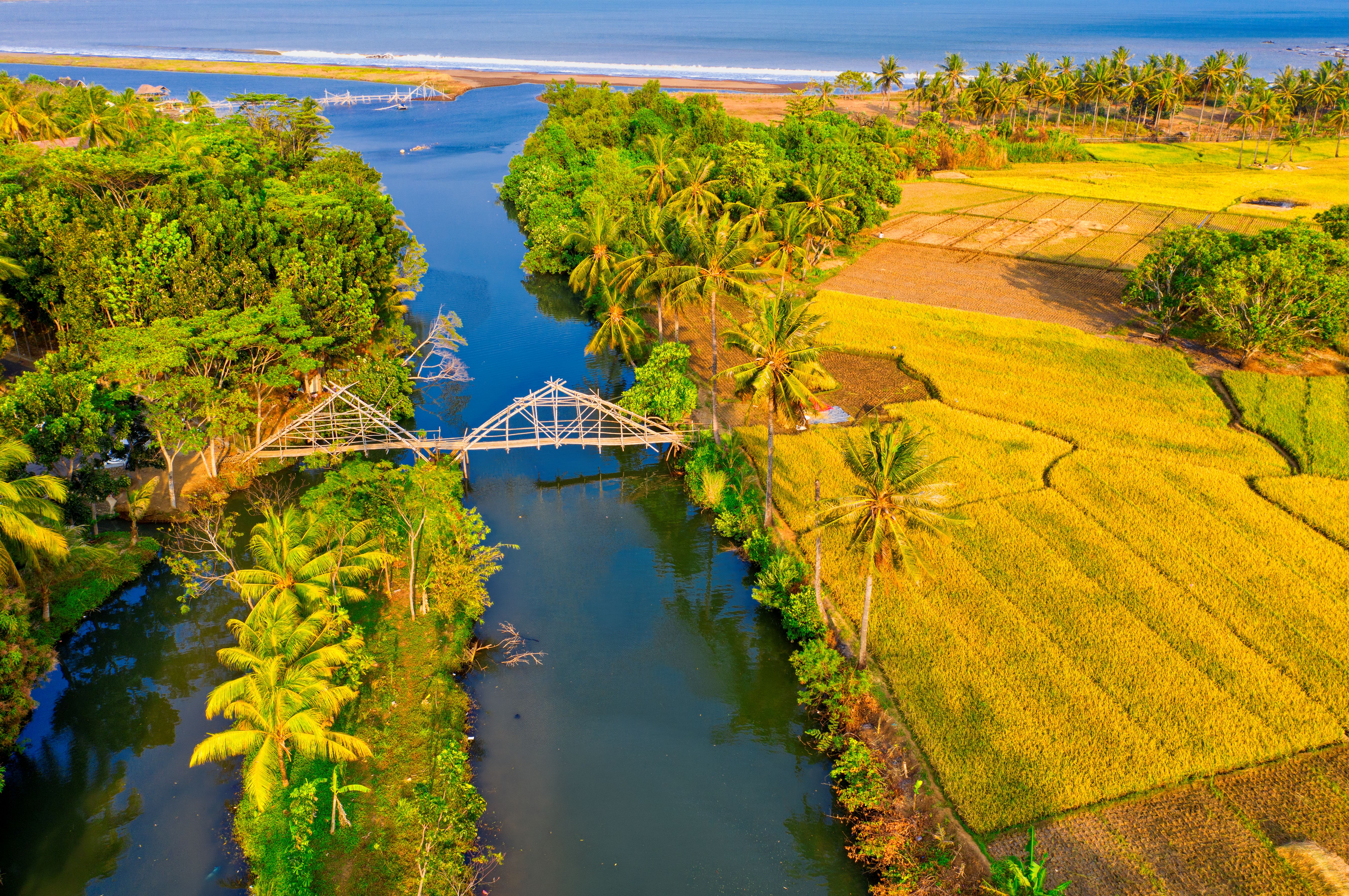 An aerial view of a river, golden rice fields, and palm trees leading to the coast in Indonesia.